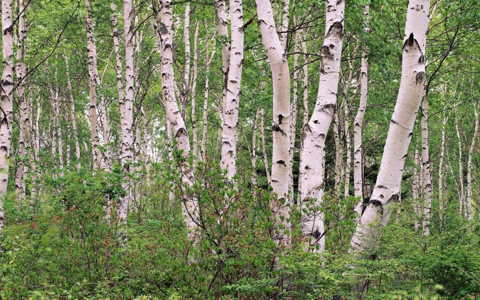 Осиновый лес Курск