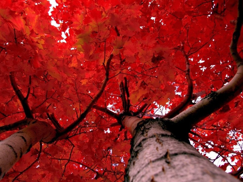 Красные деревья осенью