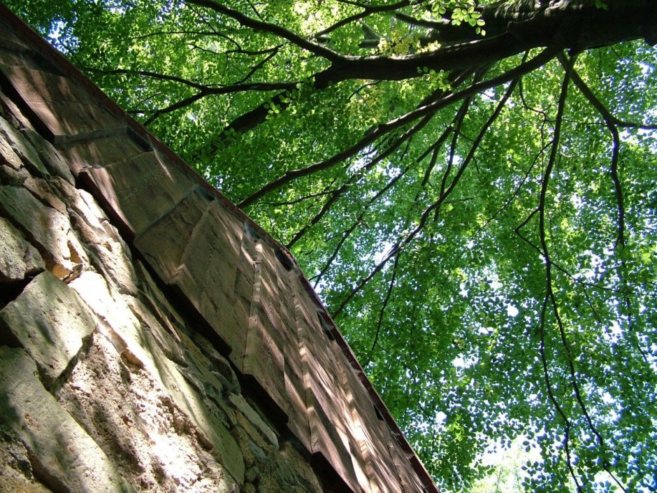 Бересток дерево