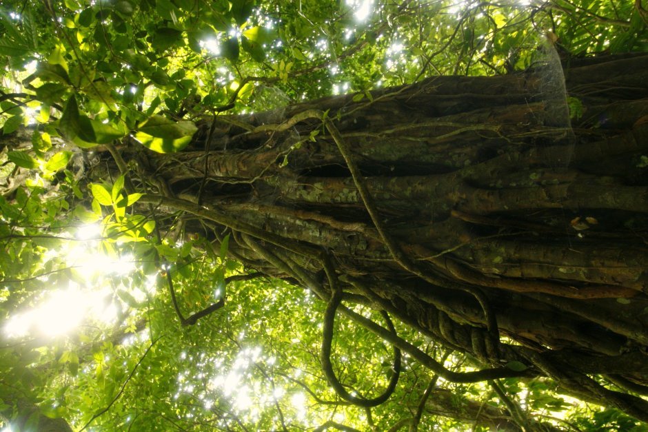 Эбеновое дерево Коста Рика