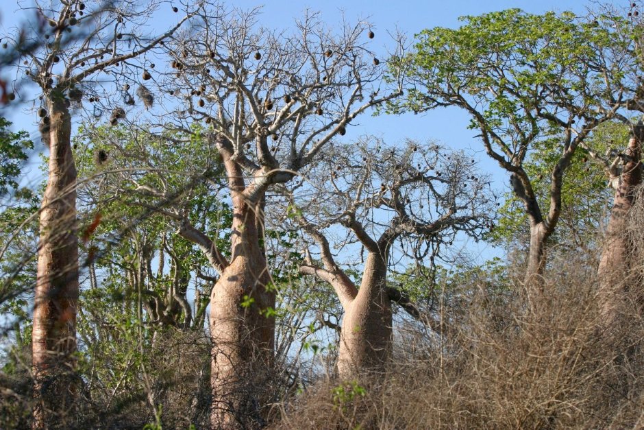 Эбеновые деревья ЮАР