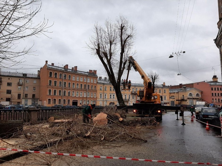 Вырубка деревьев в Петербурге