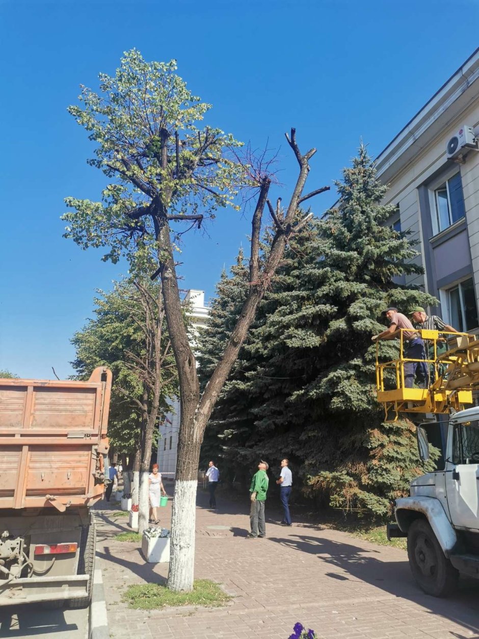 Деревья Ульяновска