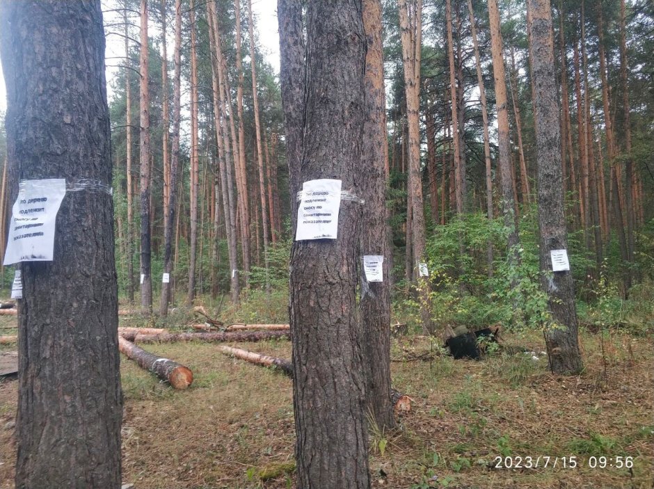 Балатовский лес Пермь