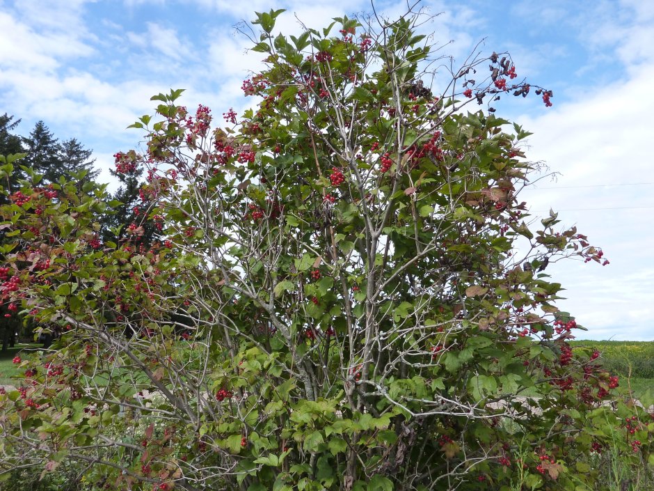 Клюква японская развесистая дерево