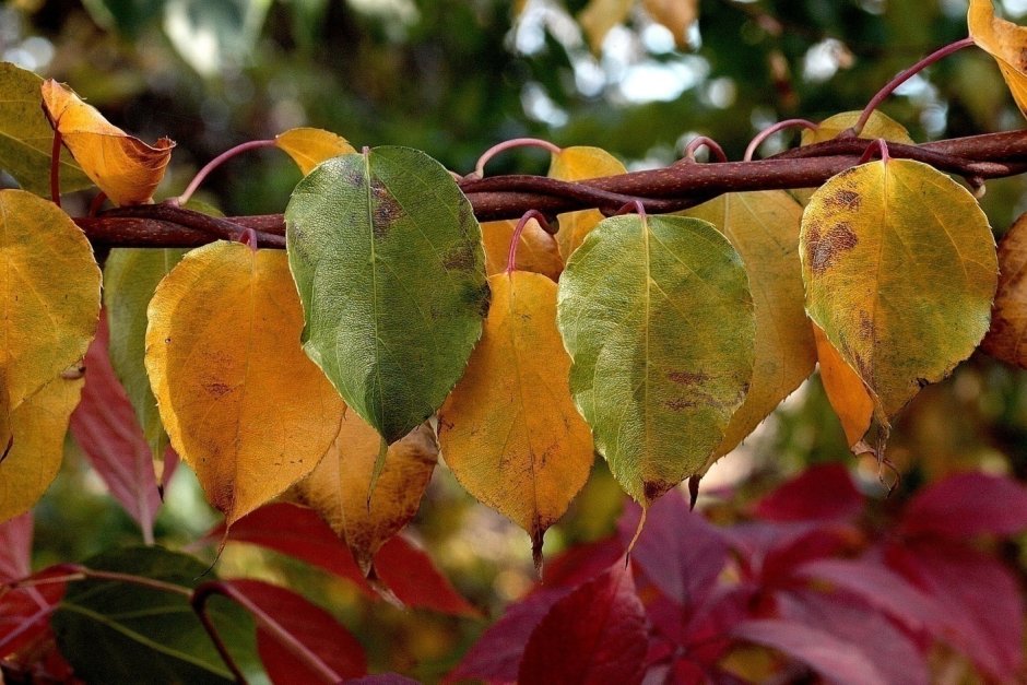 Листья меняют цвет