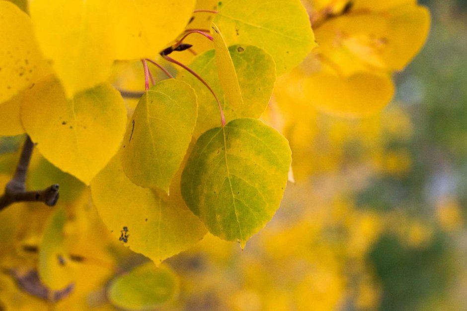 Молодая осина дрожала над головой лимонными нежными листьями