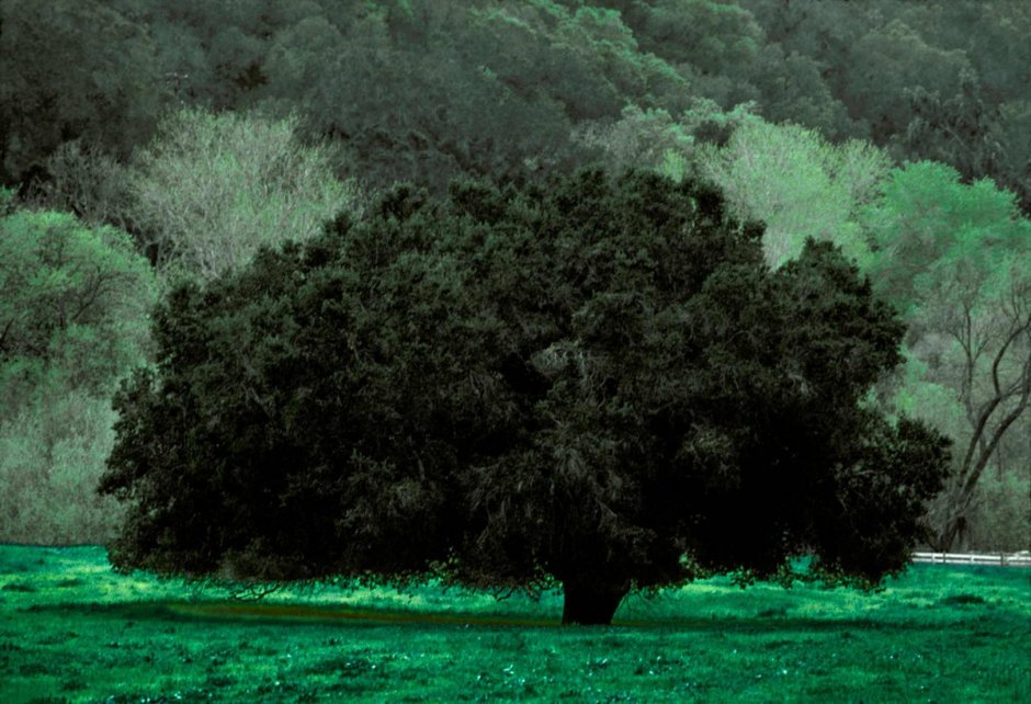Frank Horvat фотографии деревьев
