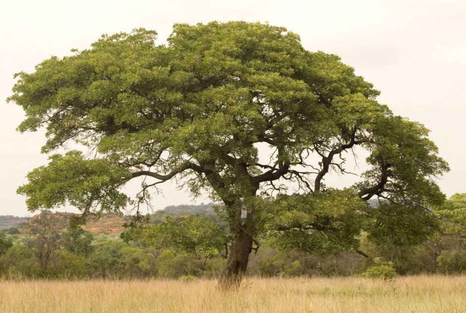Африканское дерево Марула