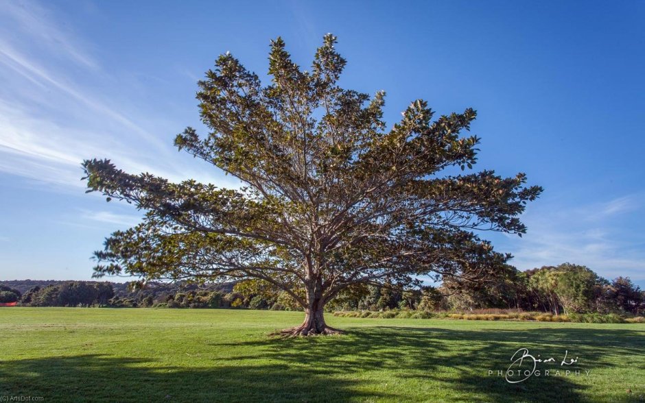 Вилга дерево в Австралии