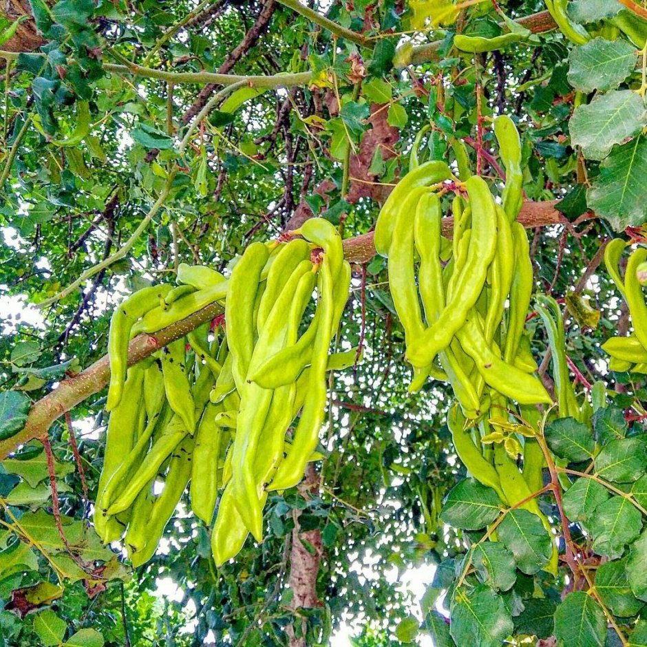 Ceratonia Siliqua рожковое дерево