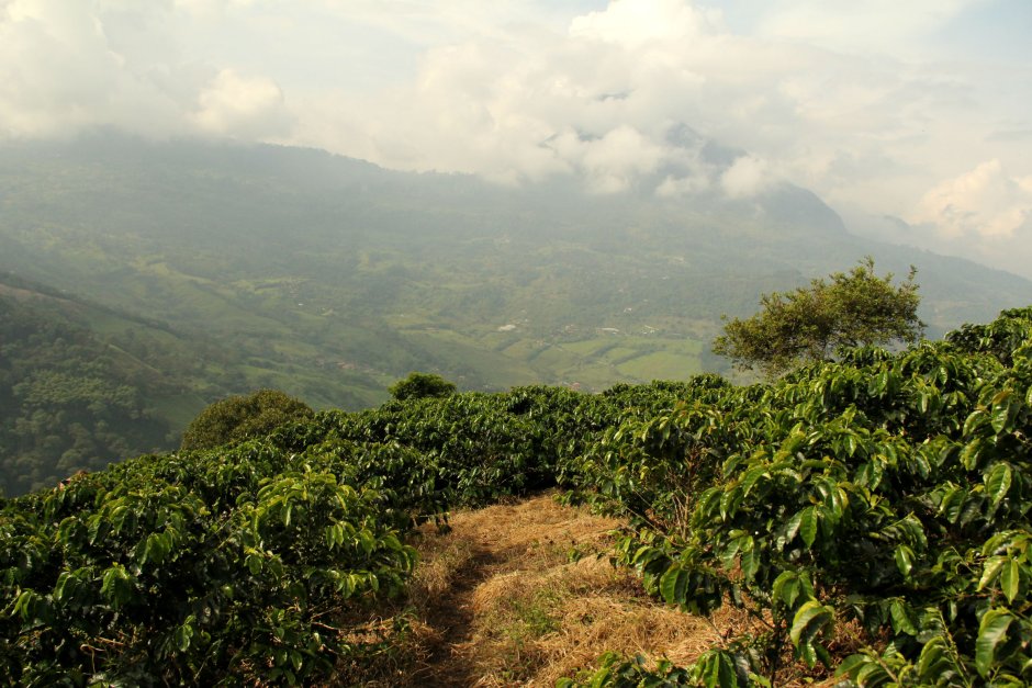 Коста Рика кофейные плантации