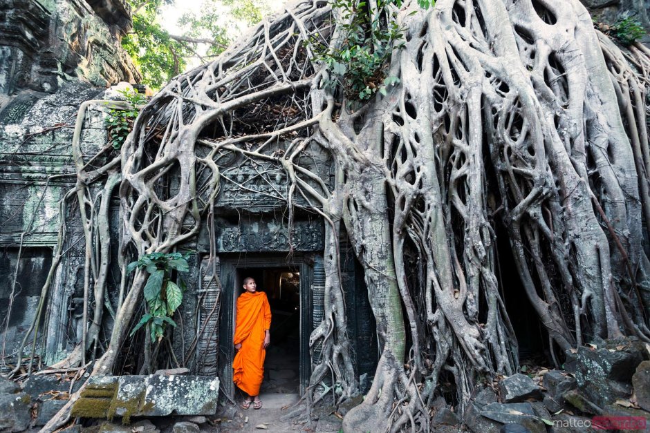 Дерево Чанкири Камбоджа