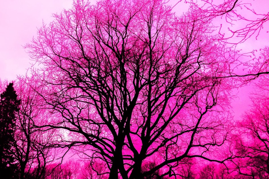 Дерево с розовым оттенком