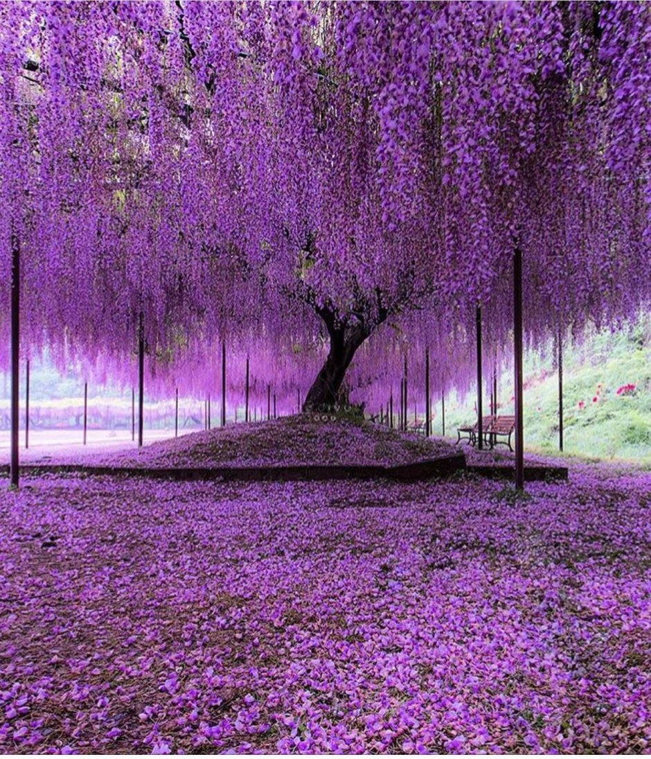 Цветение глицинии в Японии