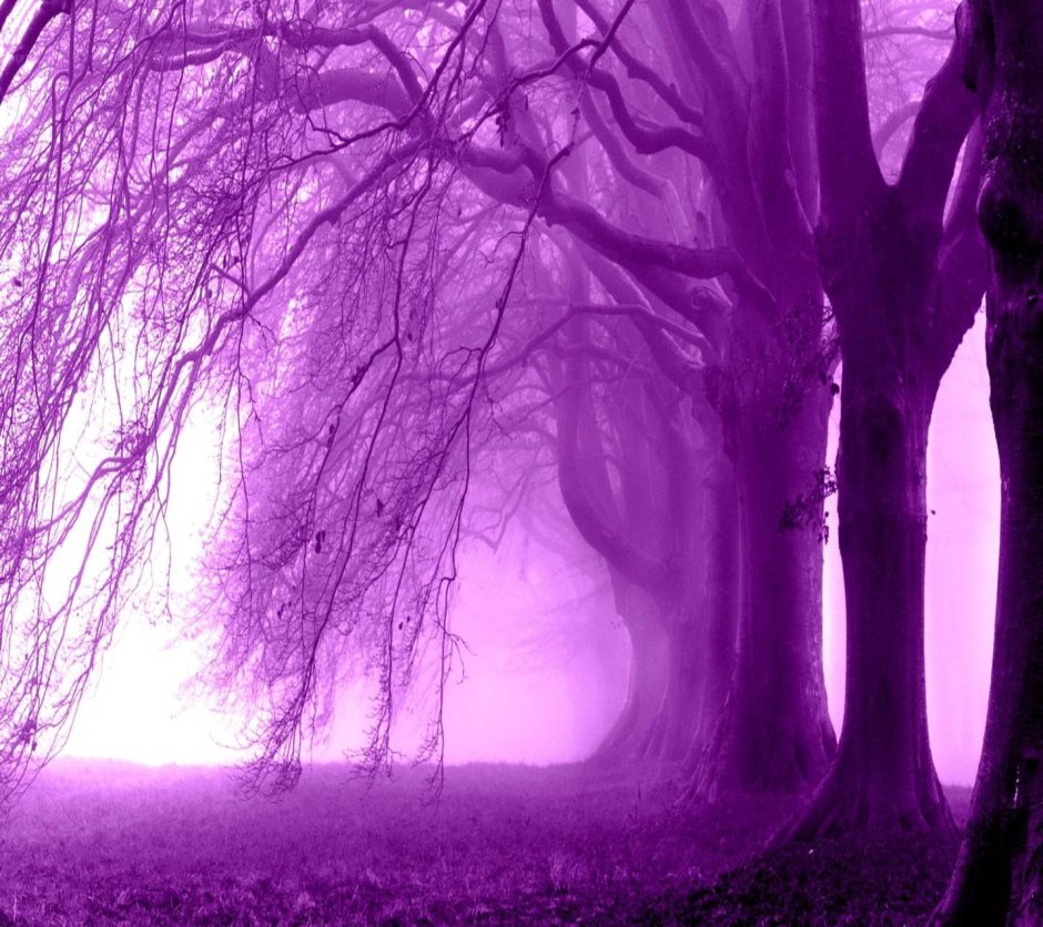 Сказочный лес в фиолетовых тонах