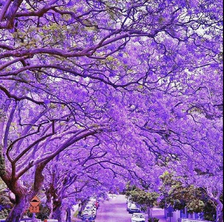 Цветущая джакаранда в Австралии