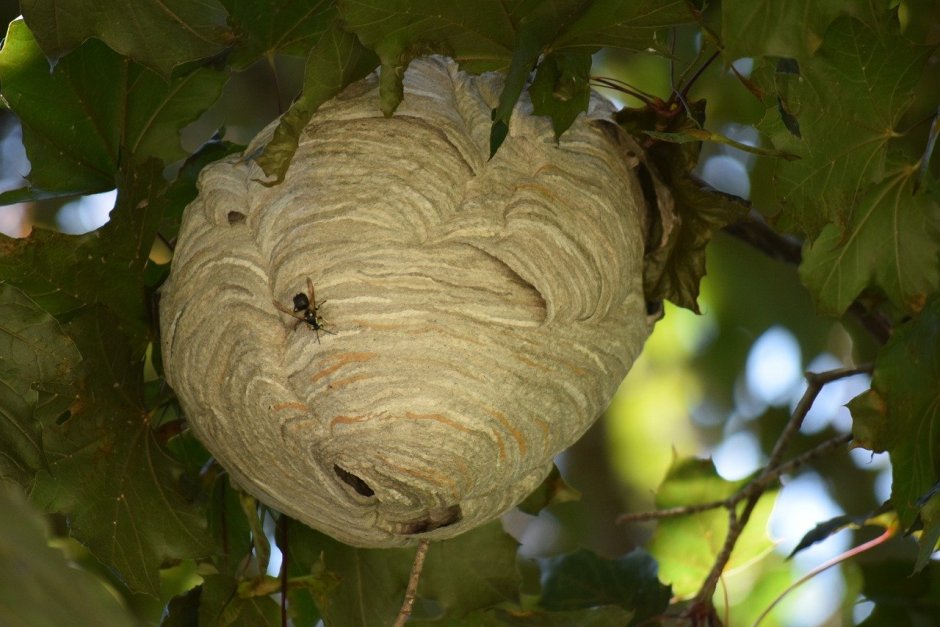 Пчелиное гнездо на дереве