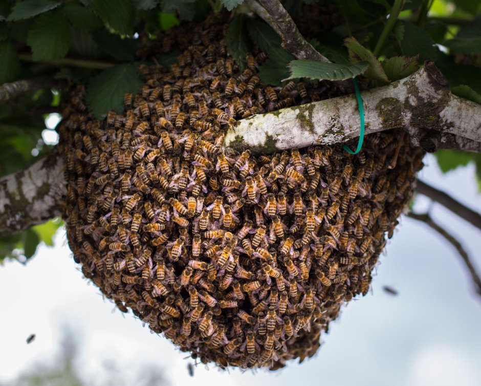 Рой пчелиный в роевни