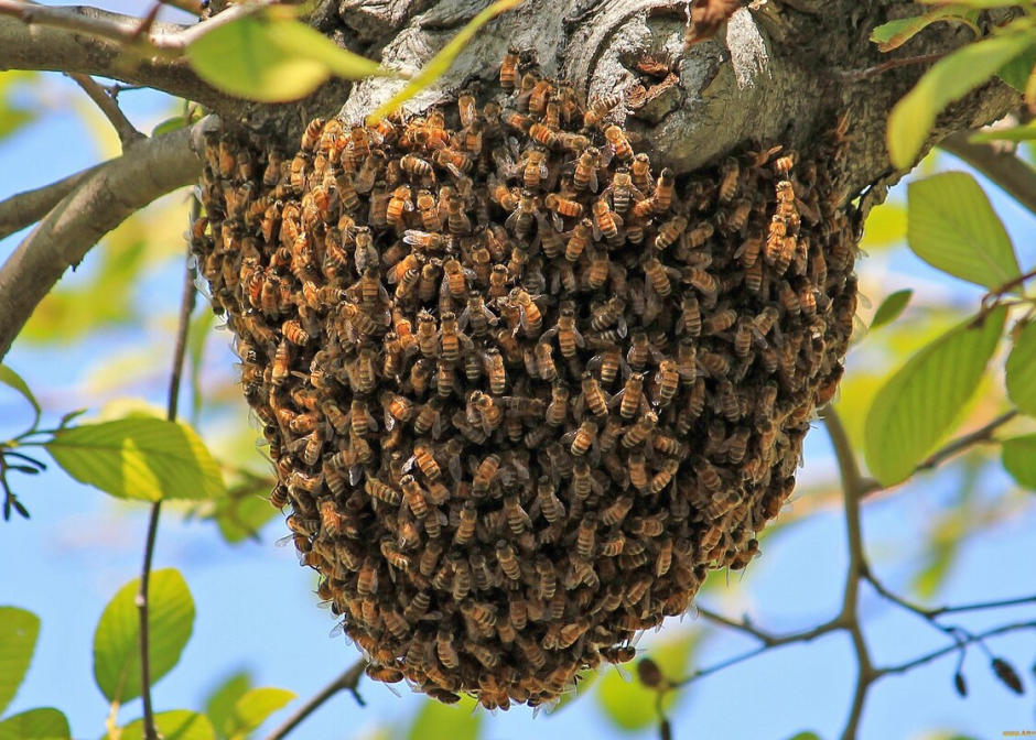 Роение пчел