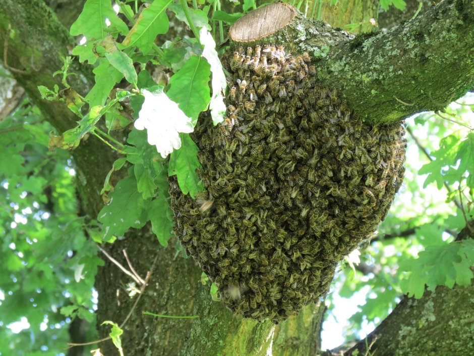 Улей Bee Swarm