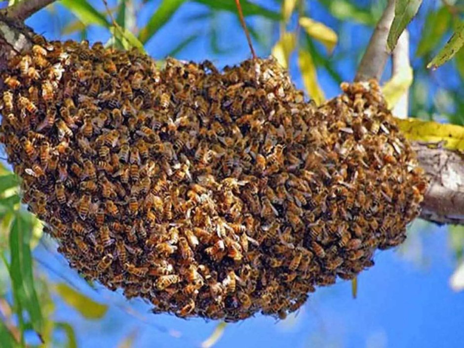 Пчелиный Рой