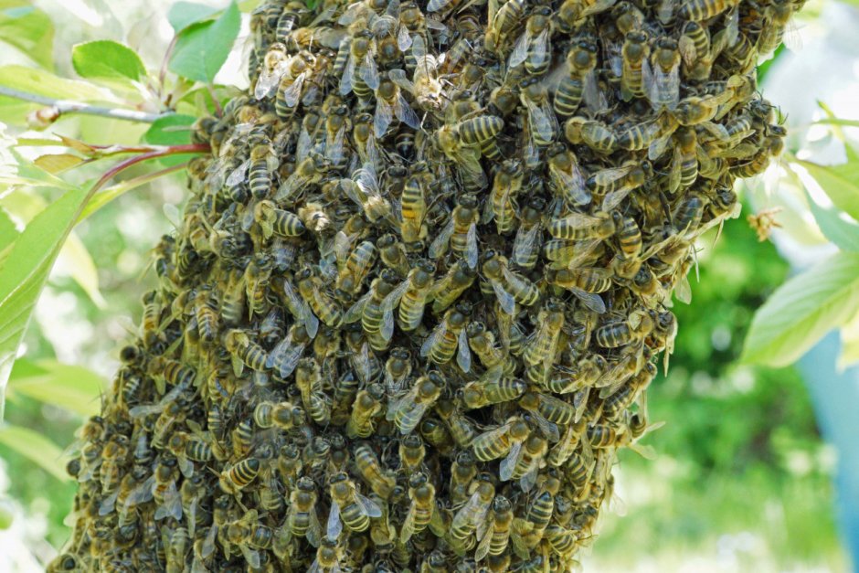 Медоносная пчела улей