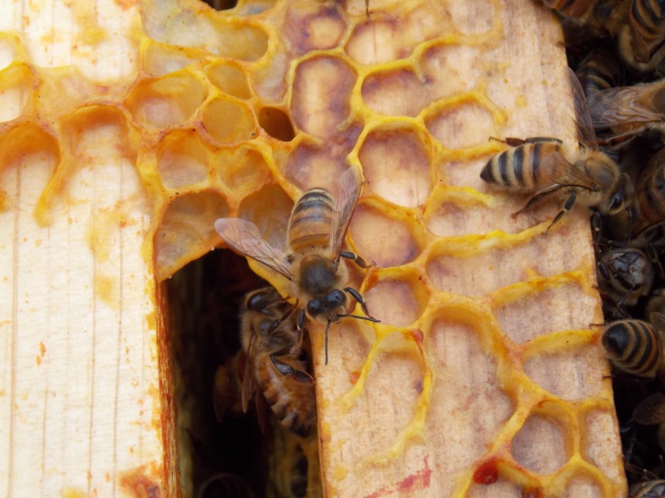 Медоносная пчела соты