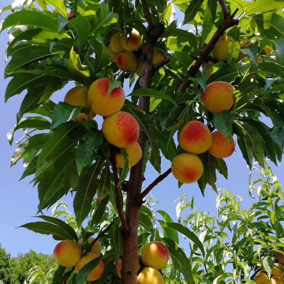 Персиковый сад Геленджик