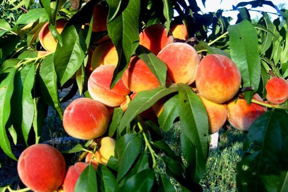 Персик сорт Наринджи
