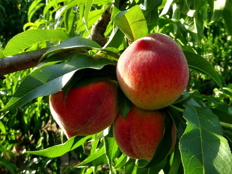Персики в Абхазии