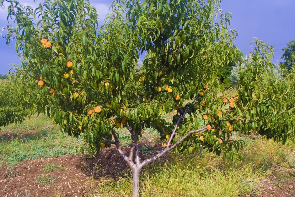 Дерево персик нектарин