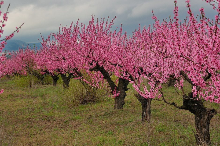 Сады персик Крым
