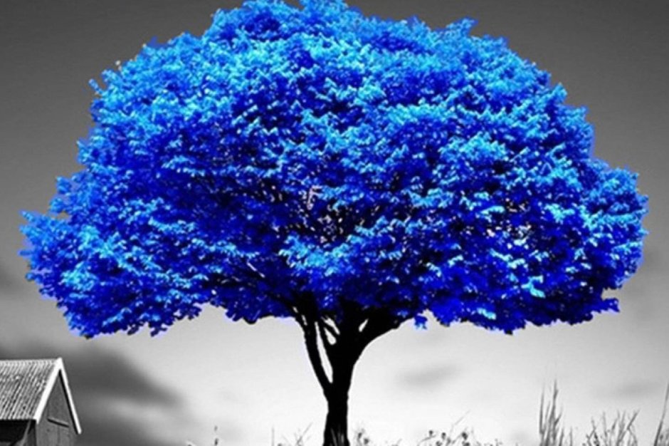Дерево с синими листьями