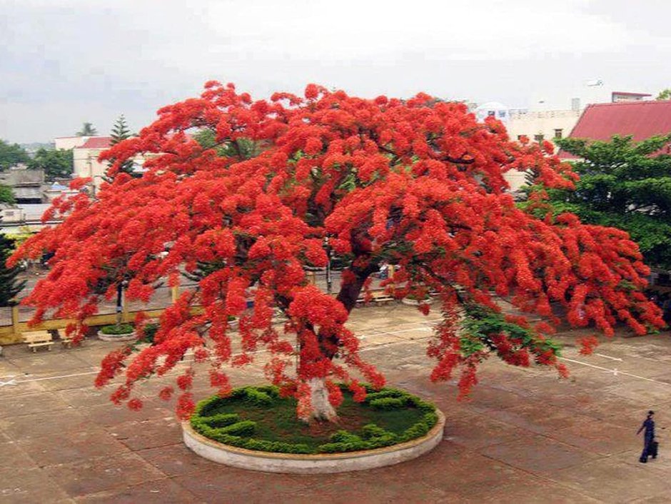 Фламбоян дерево