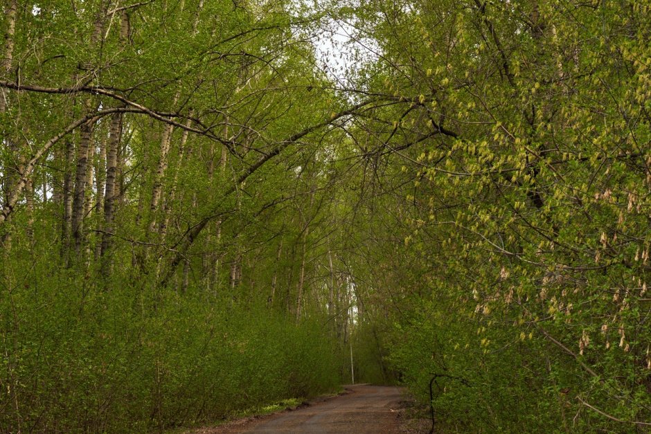 Лес в центре города Кемерово