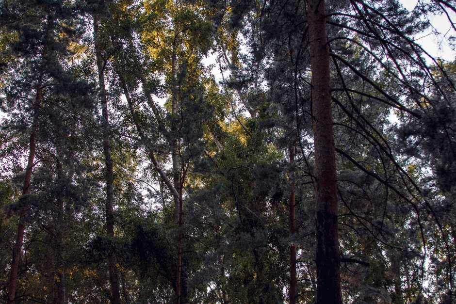 Деревья Кузбасса фото с названиями