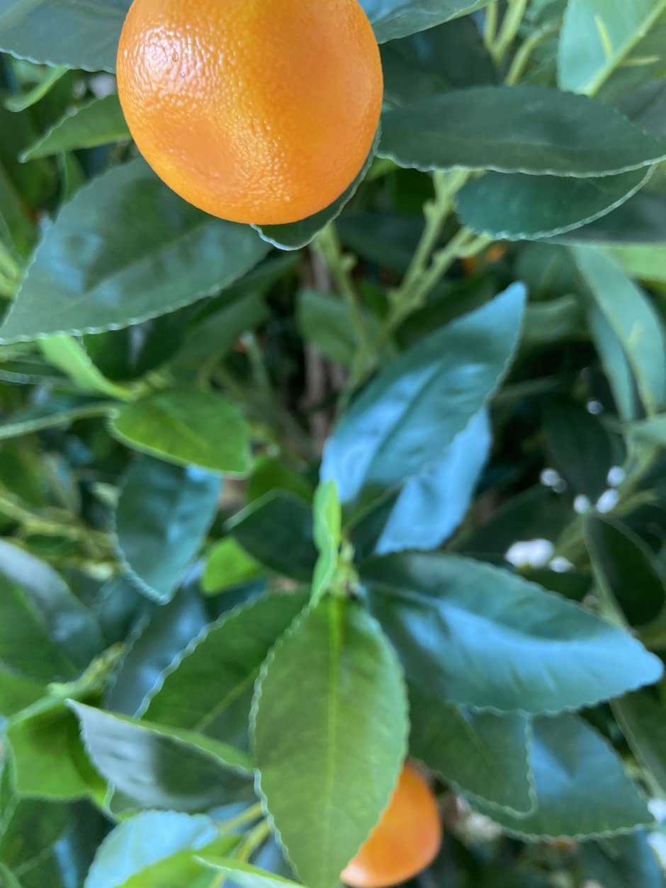 Искусственное дерево мандарин