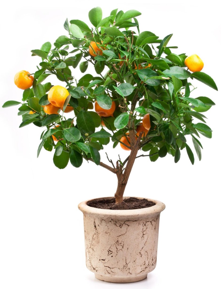 Цитрус мандарин дерево