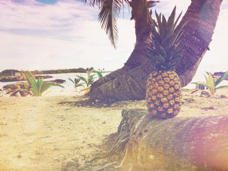 Пляж и Пальма ананас