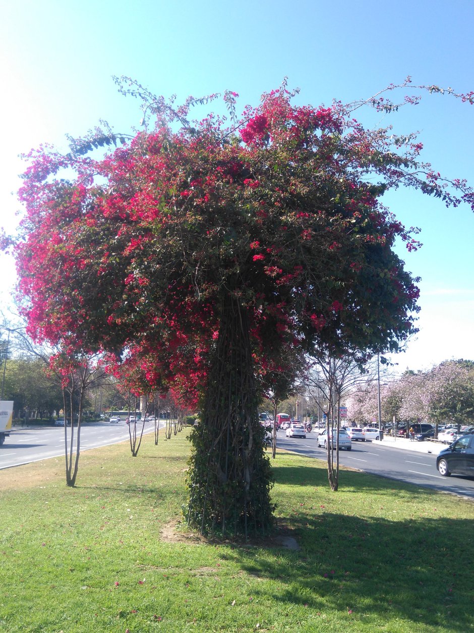 Дерево цветущее красными цветами