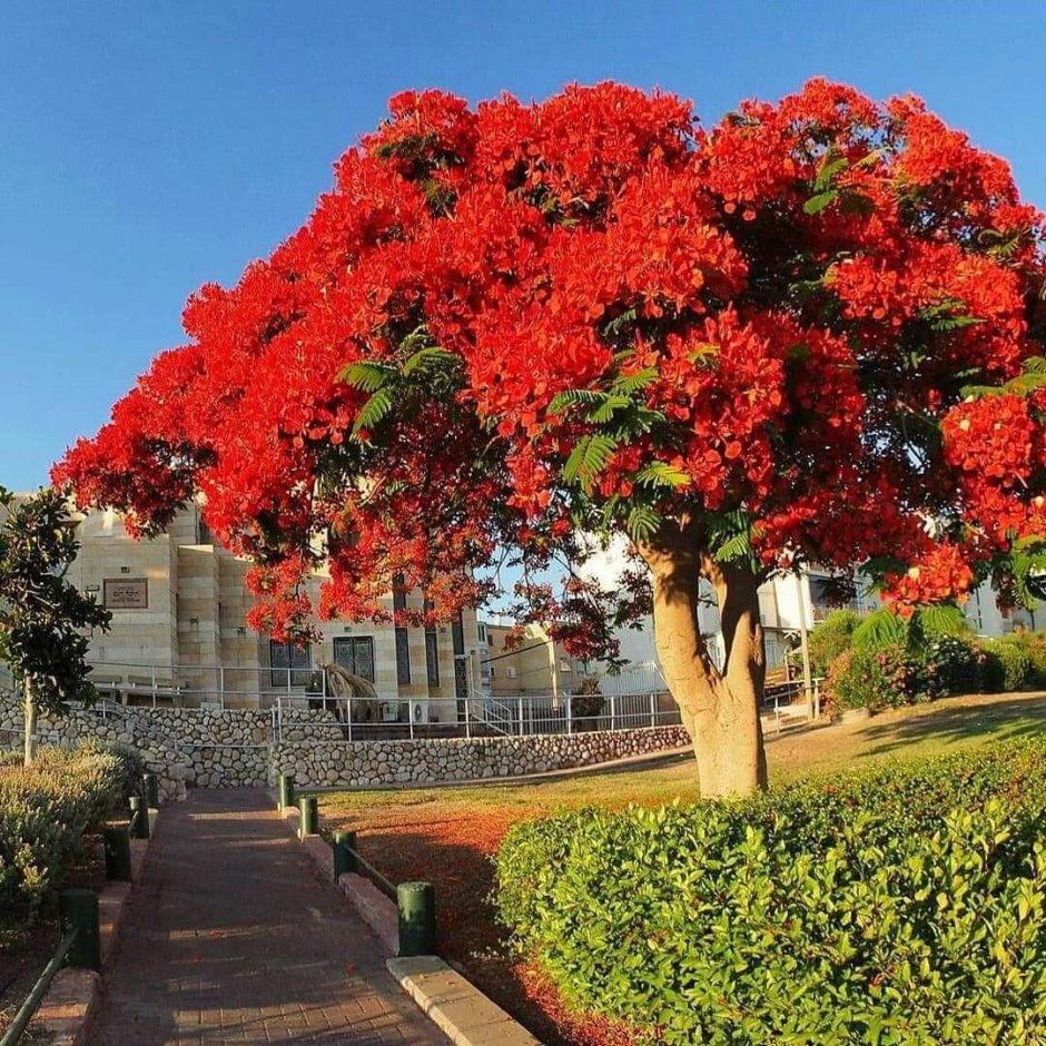 Цветущее дерево Делоникс Королевский