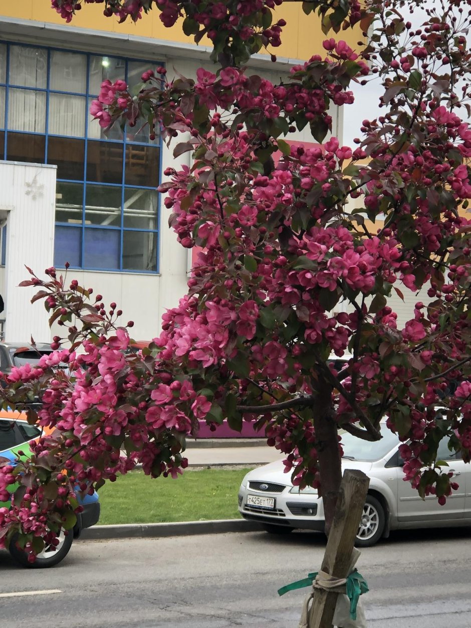 Дерево с розовыми цветами