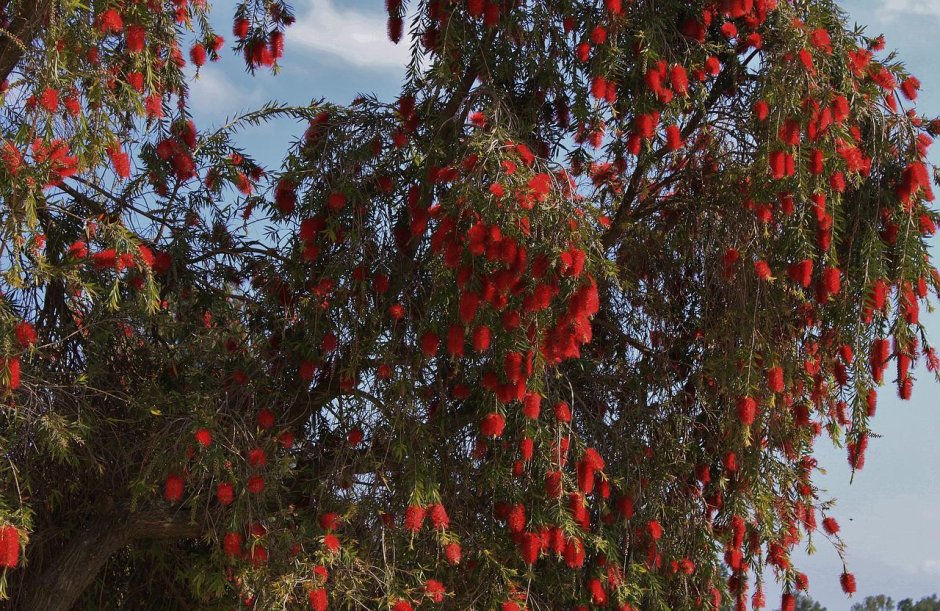 Дерево с красными цветами