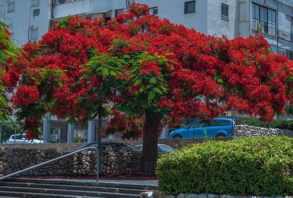 Цветущее дерево Делоникс Королевский