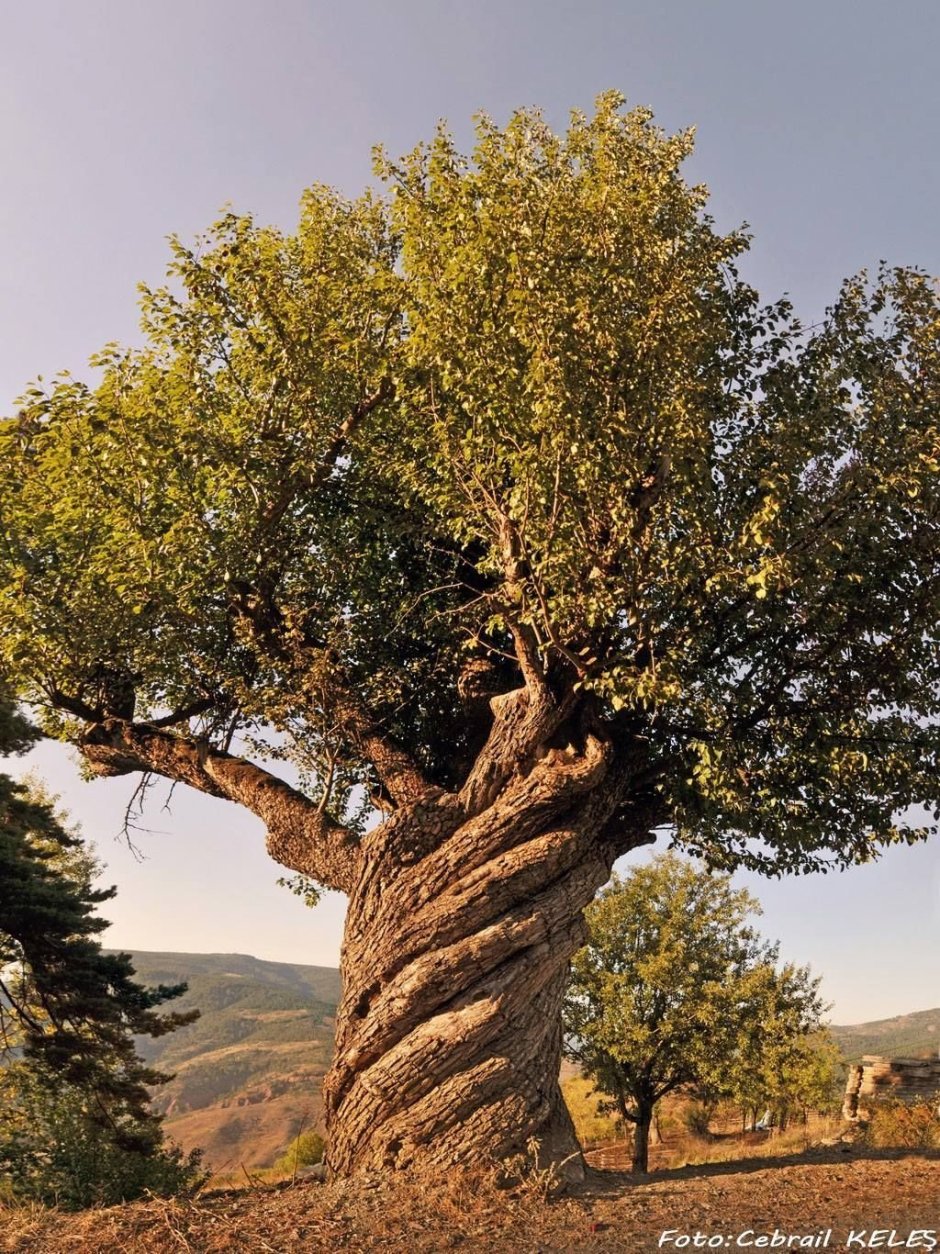 Анчар дерево
