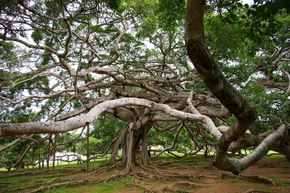Сандаловое дерево Южной Индии