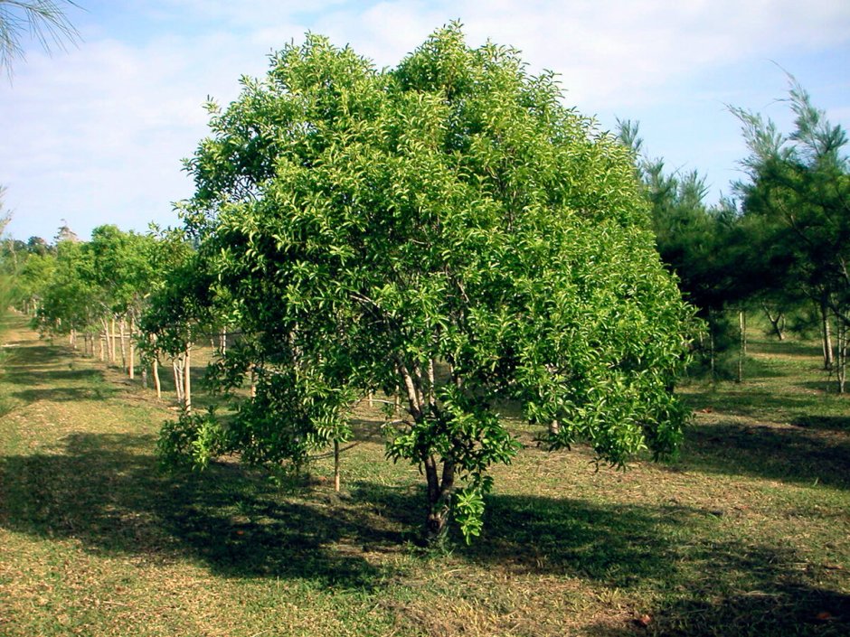 Чилийское сандаловое дерево