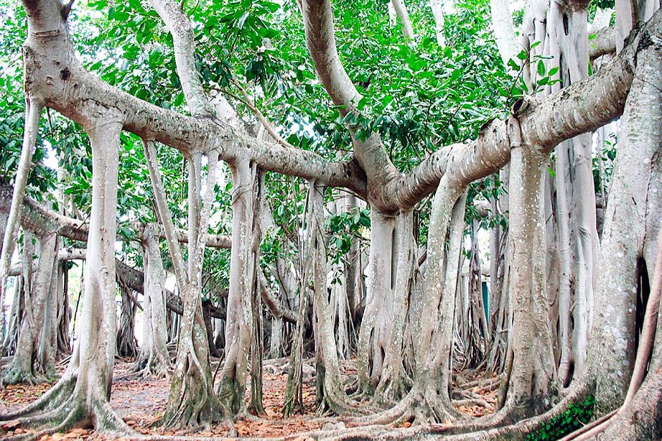 Дерево Великий Баньян в Индии