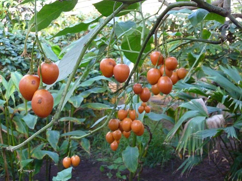 Цифомандра томатное дерево
